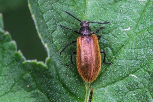 Lagria sp.